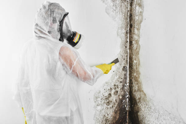 Best DIY Mold Remediation Support Services in Union City, MI