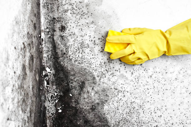 Best Insurance-Related Mold Remediation in Union City, MI