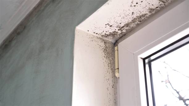 Best White Mold Remediation in Union City, MI