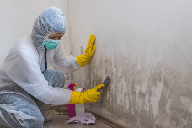 Best Crawl Space Mold Remediation in Union City, MI