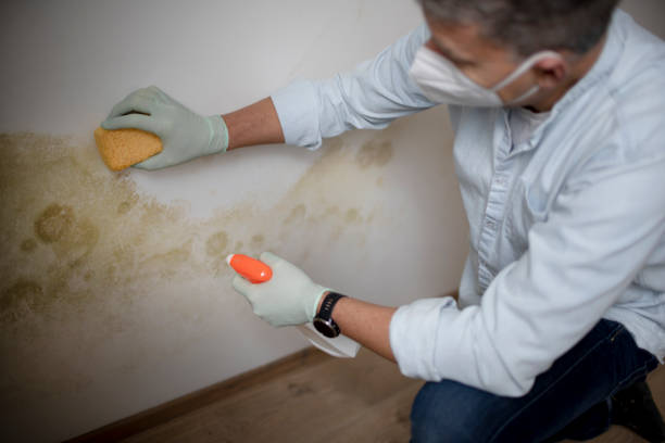 Best Bathroom Mold Remediation in Union City, MI
