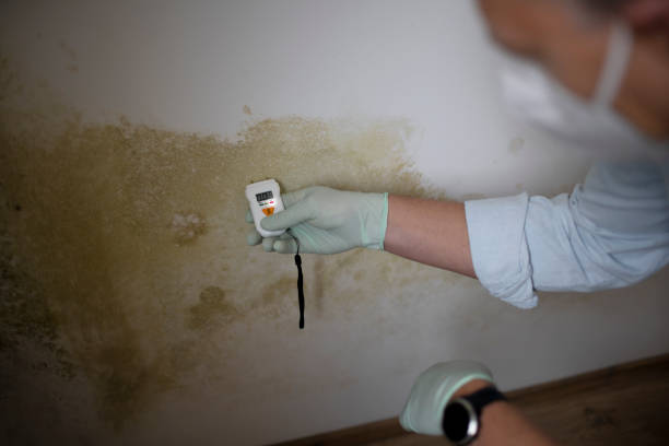 Best HVAC Mold Remediation in Union City, MI