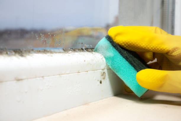Trusted Union City, MI Mold Remediation Experts