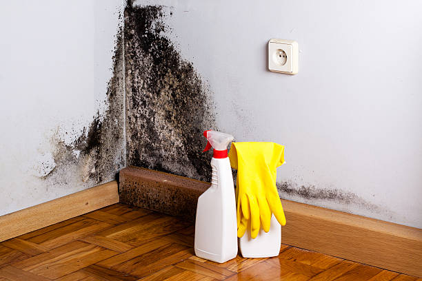 Best Post-Flood Mold Remediation in Union City, MI
