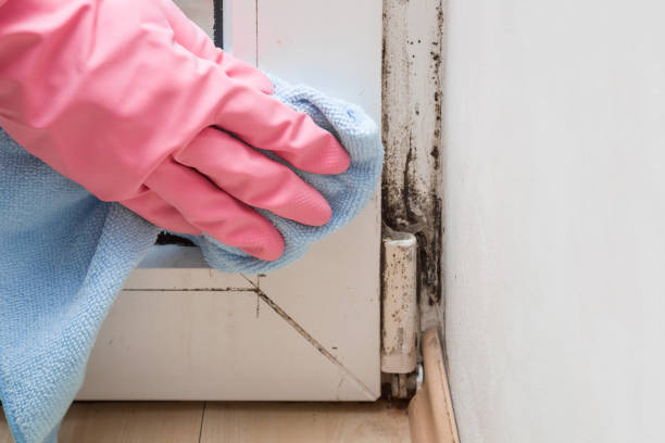 Best Basement Mold Remediation in Union City, MI